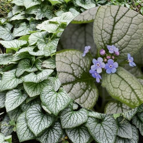Brunnera macrophylla 'Alexandria' - Suurelehine brunnera 'Alexandria' P11/0,75L